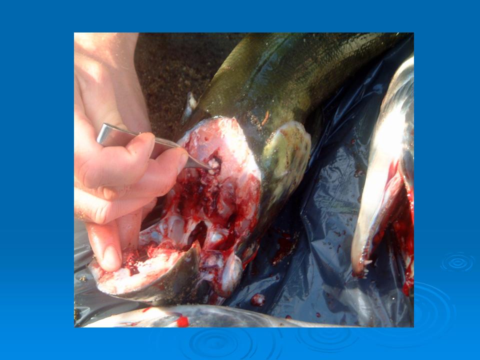 These Fish Are Marked! Presentation slide