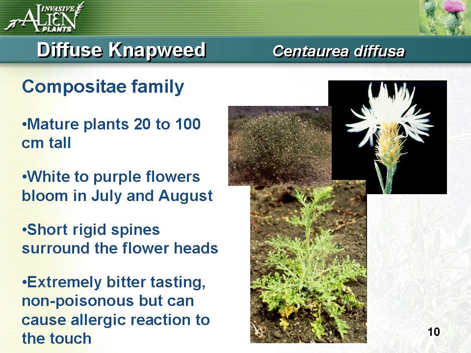 Invasive Plants Presentation slide