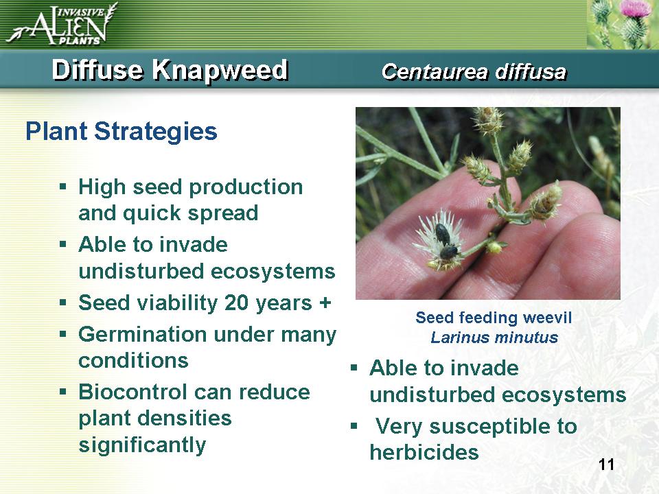 Invasive Plants Presentation slide