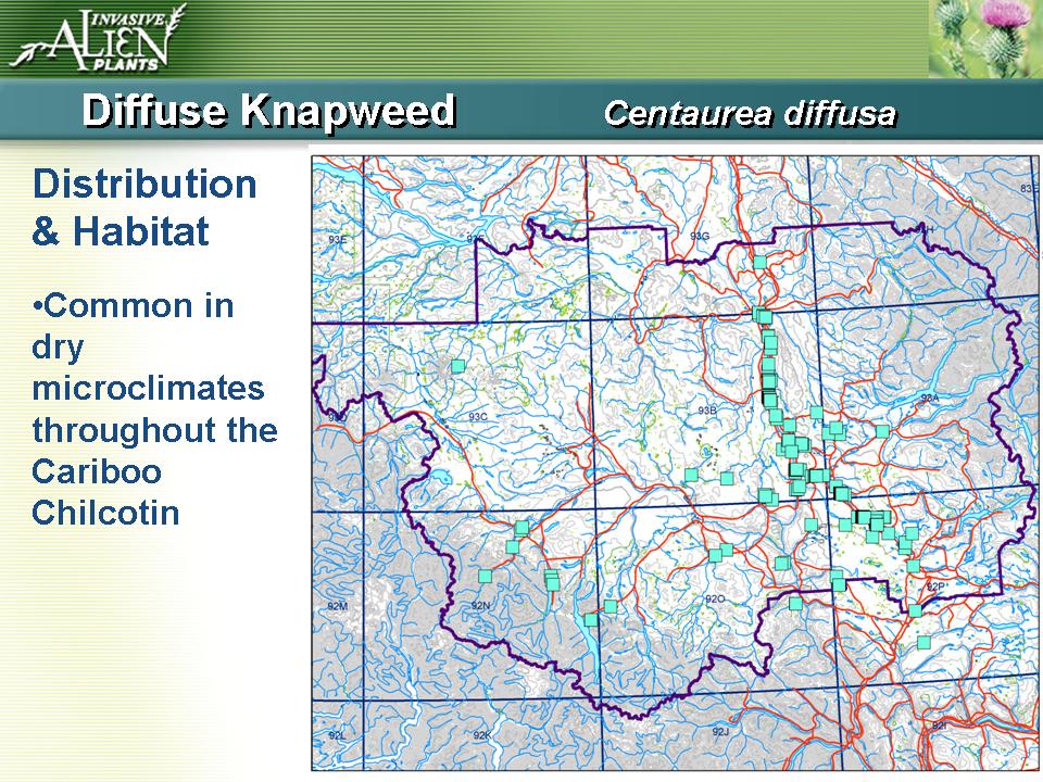 Invasive Plants Presentation slide