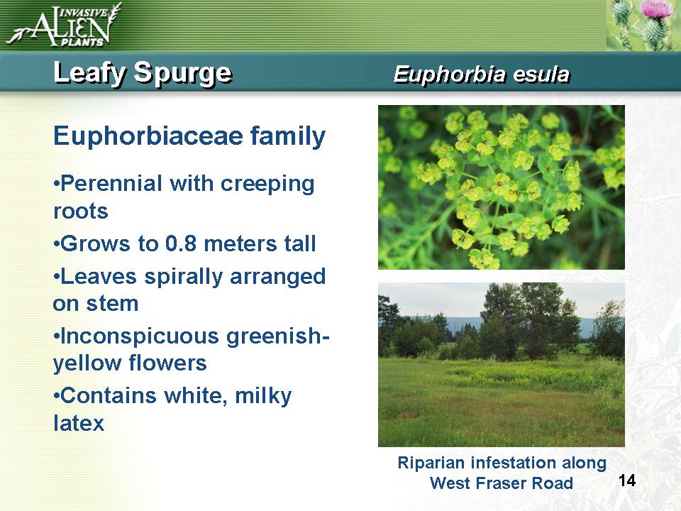 Invasive Plants Presentation slide