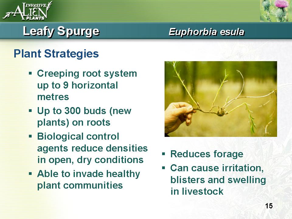 Invasive Plants Presentation slide