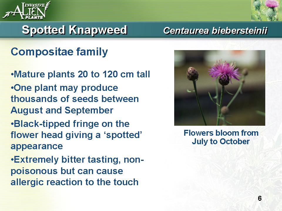 Invasive Plants Presentation slide