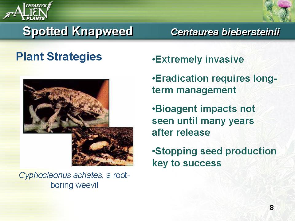 Invasive Plants Presentation slide